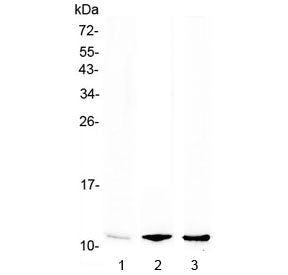 Western blot testing of mouse 1) bone marrow, 2) lung and 3) spleen lysate with CXCL7 antibody at 0.
