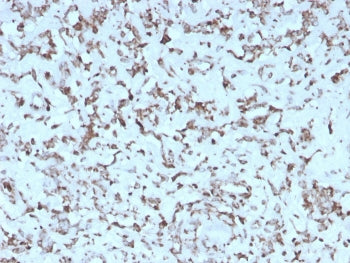 IHC staining of FFPE human liver with recombinant Cytochrome C antibody (clone rCYCS/1010). HIER: bo