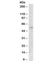 EGR2 Antibody