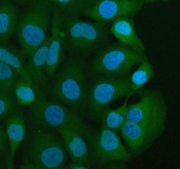 Immunofluorescent staining of FFPE human HeLa cells with MIF antibody (green) and DAPI nuclear stain