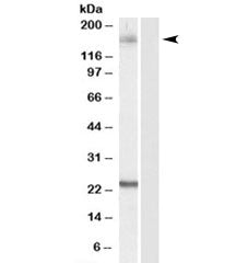 GOLGA3 Antibody