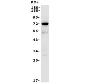 FUT4 Antibody