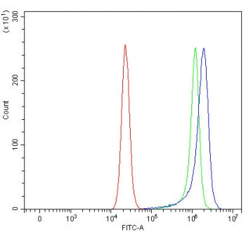PTGR1 Antibody / Prostaglandin reductase 1