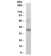 PCGF2 Antibody