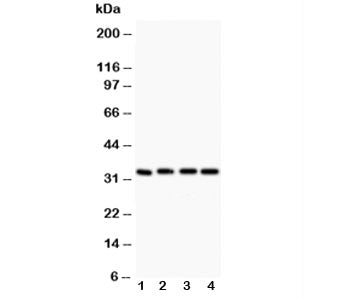 Caspase-3 Antibody
