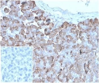 IHC staining of FFPE human pancreatic tissue with VLDLR antibody (clone rVLDLR/1337). Negative contr