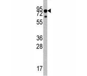 TrkA Antibody