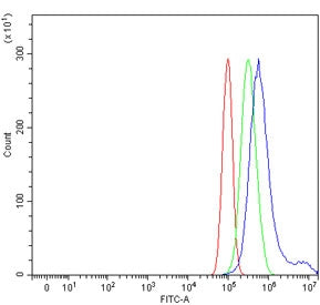 PTPN2 Antibody / Protein tyrosine phosphatase non receptor type 2