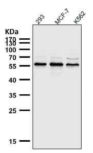 All lanes use the AKT1/2/3 antibody at 1:5000 dilution for 1 hour at room temperature. Western blot 