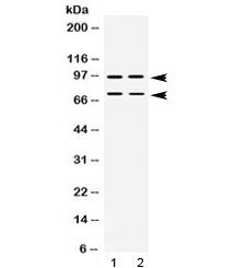 Western blot testing of human 1) SW620 and 2) U-2 OS lysate with PML antibody at 0.5ug/ml. Expected 