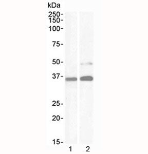 Western blot testing of human 1) kidney and 2) HeLa lysate with PAX8 antibody at 1ug/ml). Predicted 