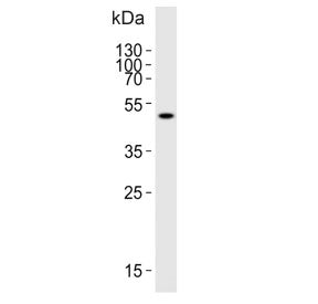 ATG4A Antibody