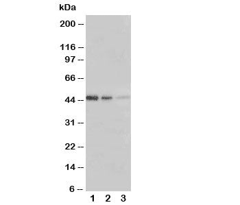 ERBB3 Antibody (HER3)