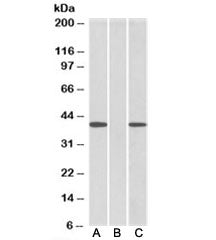 FAF Antibody