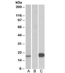 Urocortin 3 Antibody