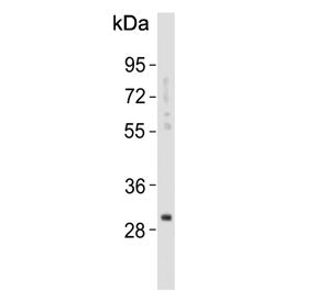 KLK6 Antibody / Kallikrein 6