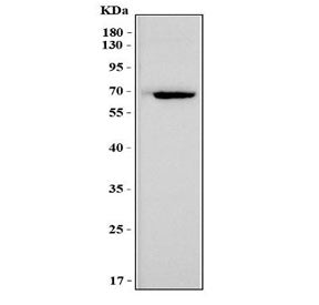 Western blot testing of mouse heart tissue lysate with Msln antibody. Predicted molecular weight ~69
