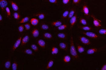 Immunofluorescent staining of FFPE human U-2 OS cells with DR4 antibody (red) and DAPI nuclear stain