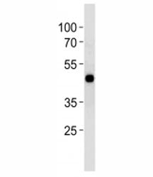 CREB Antibody