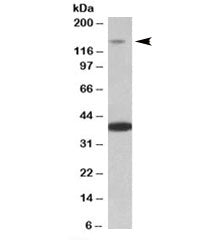 Irs4 Antibody