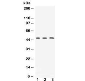CNPase Antibody