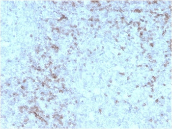 IHC staining of FFPE human spleen with recombinant CD3e antibody (clone rC3e/1931). HIER: boil tissu