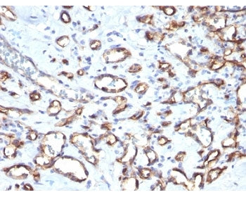 CD34 Antibody