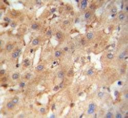 NEU4 Antibody