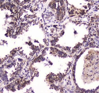 BRD7 Antibody