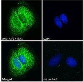 IBA1 Antibody
