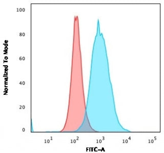 Thymidylate Synthase Antibody
