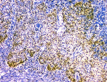 NFIA Antibody