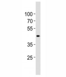 SOX7 Antibody