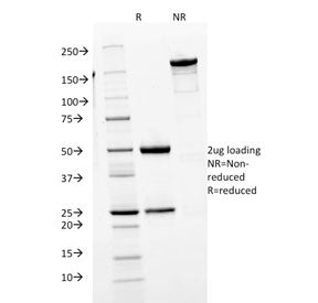 SDS-PAGE analysis of purified, BSA-free IgM antibody (clone IGHM/1623) as confirmation of integrity 