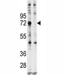 Ubiquilin1 Antibody