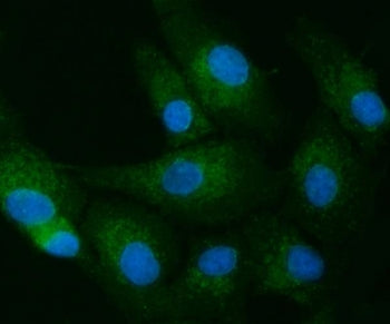 Immunofluorescent staining of FFPE human A549 cells with Toll-interacting protein antibody (green) a