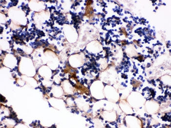 IHC testing of FFPE mouse bone tissue with Osteocalcin antibody. HIER: Boil the paraffin sections in