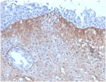 IHC staining of FFPE human kidney tissue with FGF-23 antibody (clone FGF23/4171) 2ug/ml in PBS for 3