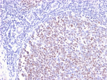 Bcl6 Antibody