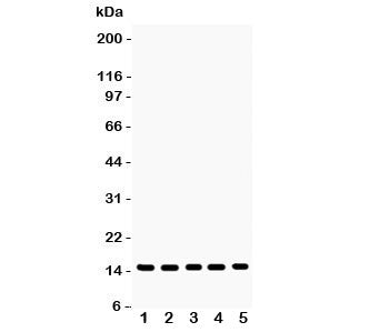 Profilin-1 Antibody