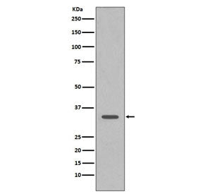 Western blot testing of human HeLa cell lysate with CDC2 antibody. Predicted molecular weight ~33 kD
