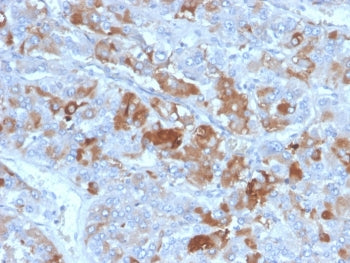 Clusterin Antibody / Apolipoprotein J / APO-J