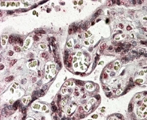 NFATC4 Antibody