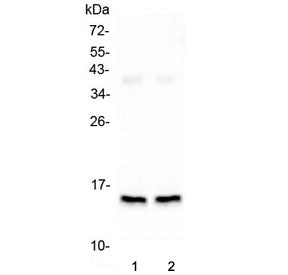 FABP3 Antibody (cardiac)
