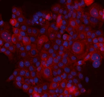 Ovalbumin Antibody