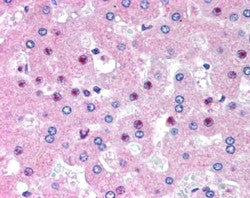 C14orf68 Antibody