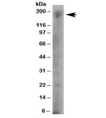 DOCK1 Antibody