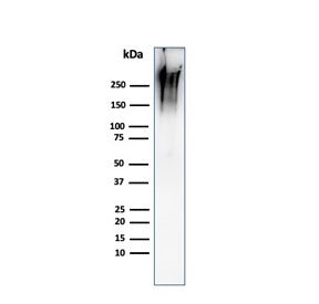 MUC1 Antibody / Mucin-1