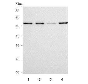 ROBO4 Antibody / Roundabout homolog 4