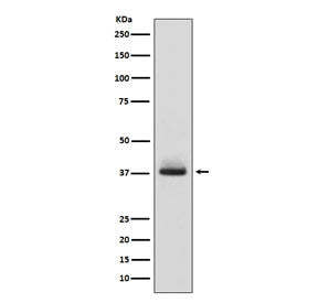 Glycophorin A Antibody